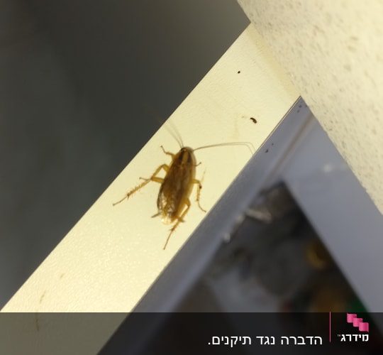 תיקן חום על מדף לבן במטבח